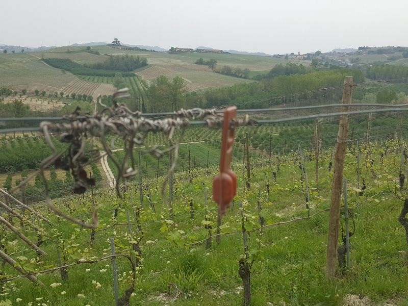 Vinhos Biodin�micos