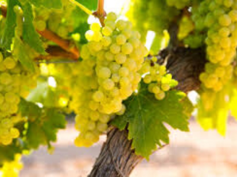 Curso de Inicia��o ao Vinho - Castas Internacionais Brancas